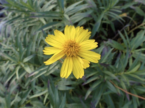 Chaetymenia peduncularis, photograph 4