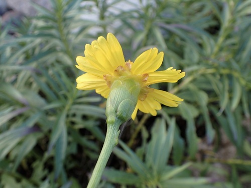 Chaetymenia peduncularis, photograph 5
