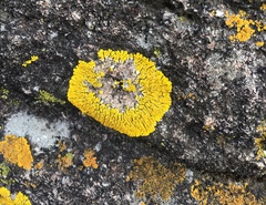 Candelina submexicana