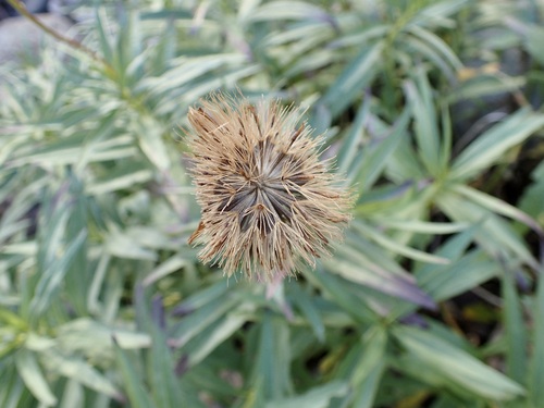 Chaetymenia peduncularis, photograph 6
