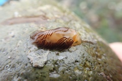Aeolidioidea