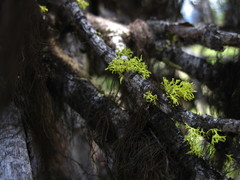 Letharia lupina