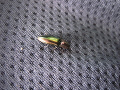 Nitidolimonius resplendens