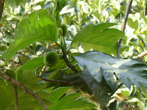Artocarpus altilis - Leaves