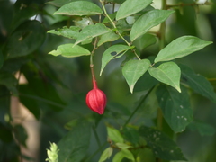 Magnoliopsida