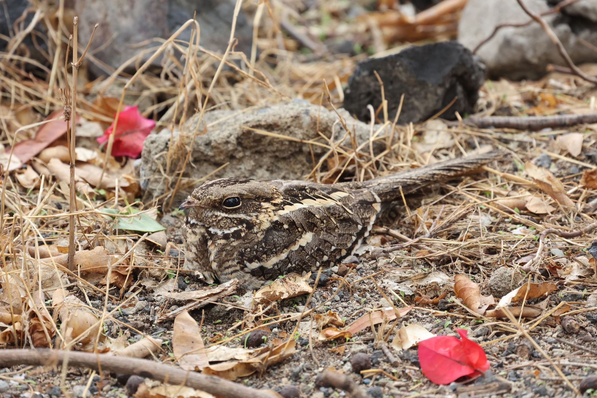 Slender-tailed Nightjar (Caprimulgus clarus), photo 3