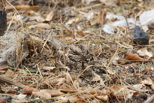Slender-tailed Nightjar (Caprimulgus clarus), photo 9