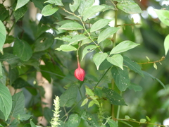 Magnoliopsida