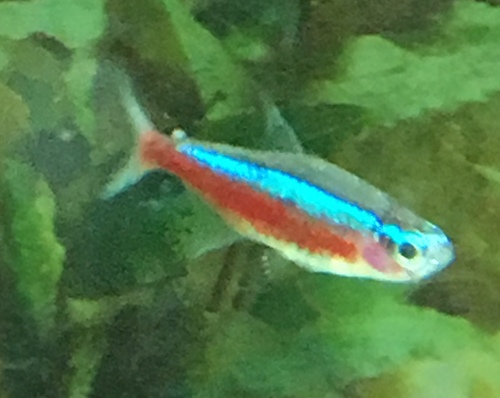 Paracheirodon axelrodi