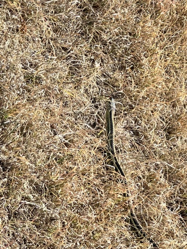 Plains Garter Snake