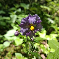 Solanum demissum