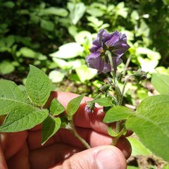 Solanum demissum