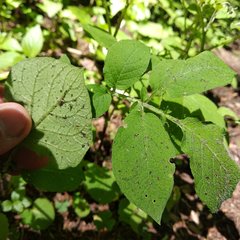 Solanum demissum