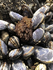 Callithamnion pikeanum