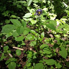 Solanum demissum