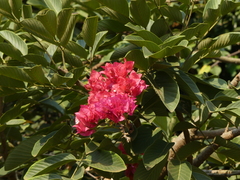 Magnoliopsida