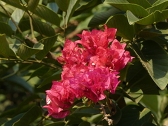 Magnoliopsida