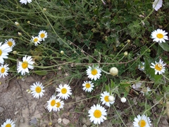 Cota triumfetti triumfetti