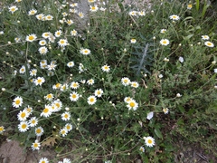 Cota triumfetti triumfetti