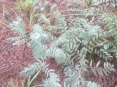 Tephrosia onobrychoides