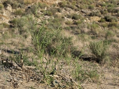 Chenopodium subglabrum