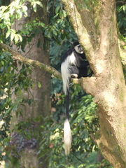 Colobus guereza
