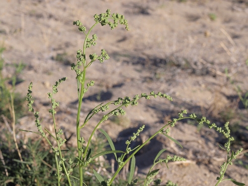 Chenopodium subglabrum iNat (2)