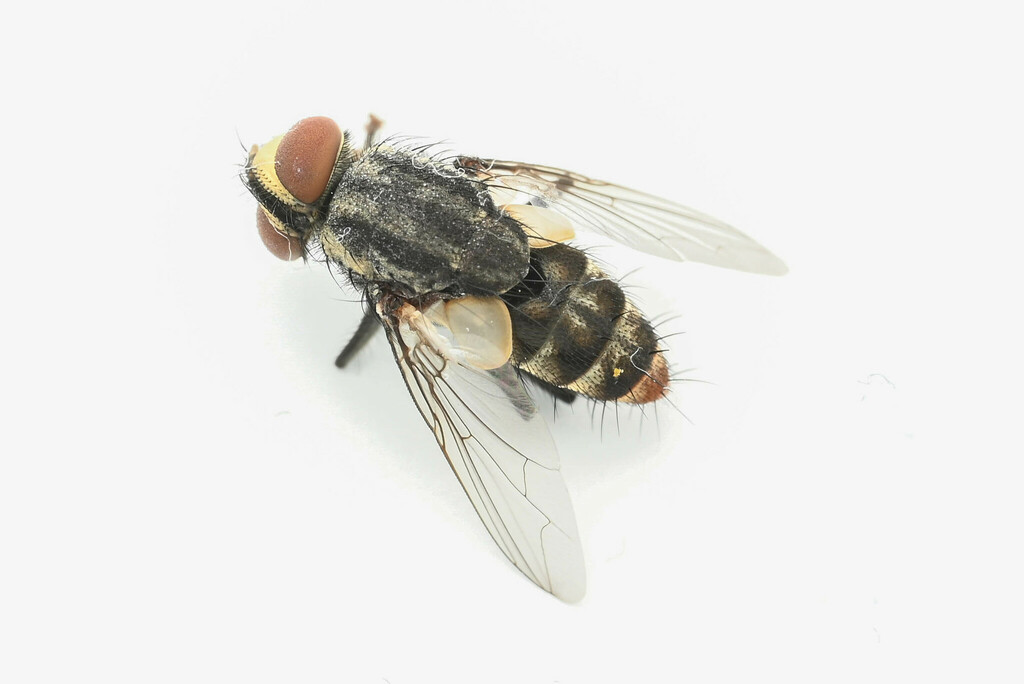 Amobia floridensis