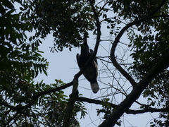 Bycanistes subcylindricus