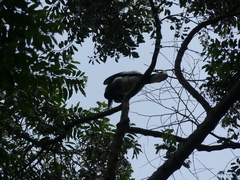 Bycanistes subcylindricus