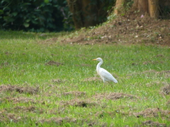 Bubulcus ibis