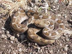Crotalus ravus