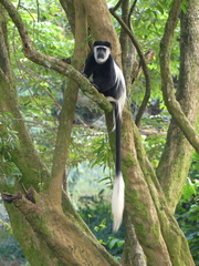 Colobus guereza