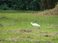 Bubulcus ibis