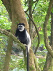 Colobus guereza