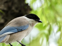 Azure-Winged Magpie photo 4