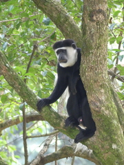 Colobus guereza