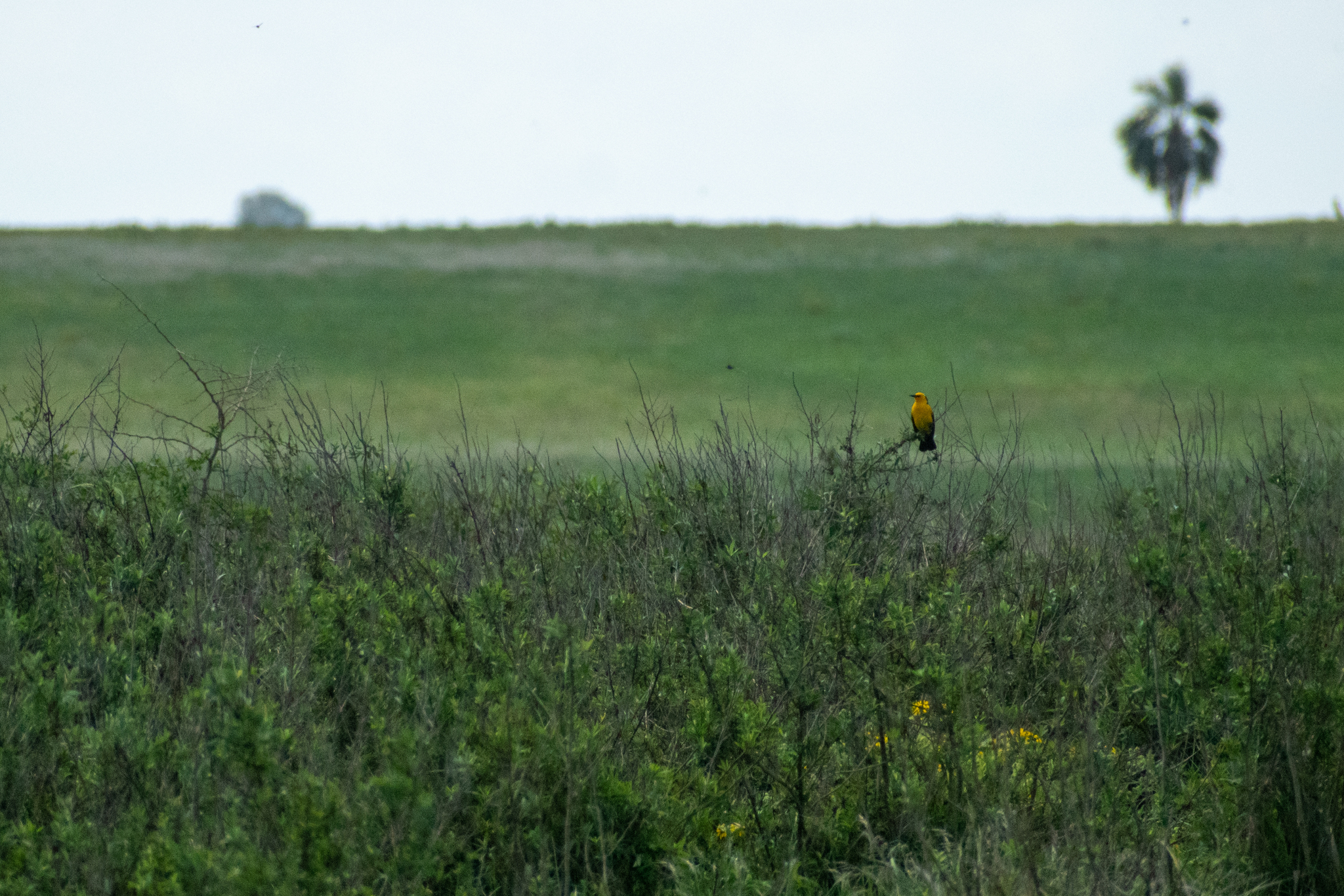 Saffron-cowled Blackbird (Xanthopsar flavus), photo 6