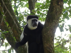 Colobus guereza