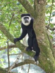 Colobus guereza