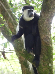 Colobus guereza