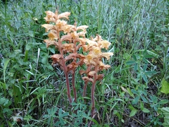 Orobanche lutea