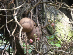 Couroupita guianensis