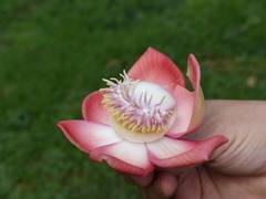 Couroupita guianensis