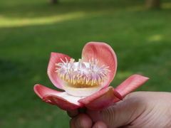 Couroupita guianensis