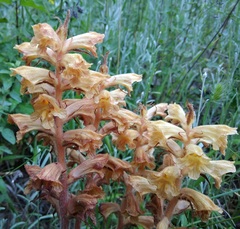 Orobanche lutea
