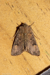 Meterana inchoata