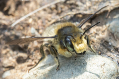 Megachile frigida