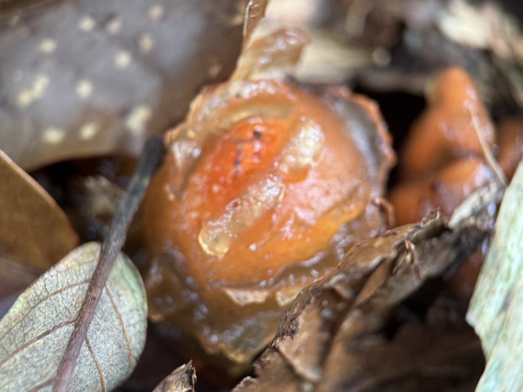 Calostoma cinnabarinum · October 2024 · photo: © bealeiderman (iNaturalist, cc-by)