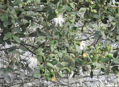 Sonneratia caseolaris